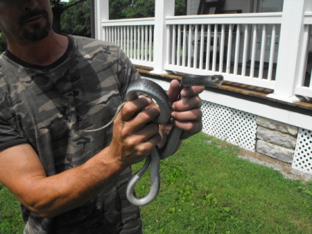 Man hloding a black snake with light belly.