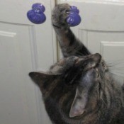Cat with paw on cabinet knob.