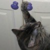 Cat with paw on cabinet knob.