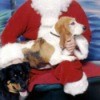 Daisy in Santa's lap.