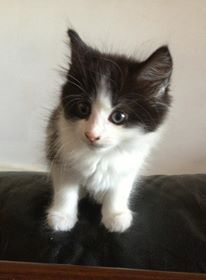 Black and white kitten,  Cookie.