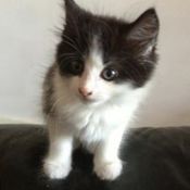 Black and white kitten,  Cookie.