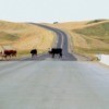 Custer State Park, Animals walking on a road