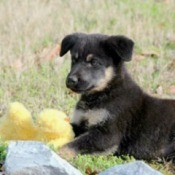 Puppy on lawn with stuffed toy.