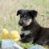Puppy on lawn with stuffed toy.