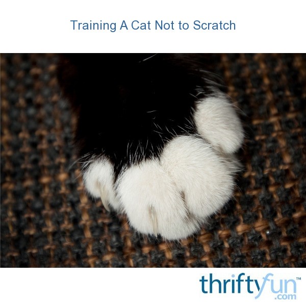 Training a Cat to Not Scratch ThriftyFun