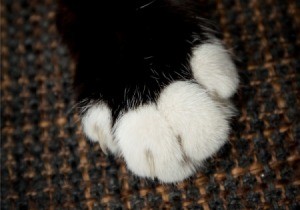 Closeup of cat paw