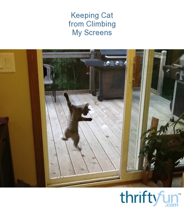 Keeping Cat From Climbing My Screens Thriftyfun - Cat Scratched Sliding Glass Door Keeping Cat From Climbing My Screens Thriftyfun - Cat Scratched Sliding Glass Door