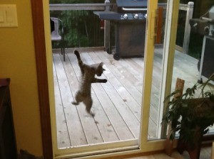 Cat on sliding glass door screen.