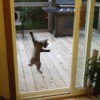 Cat on sliding glass door screen.
