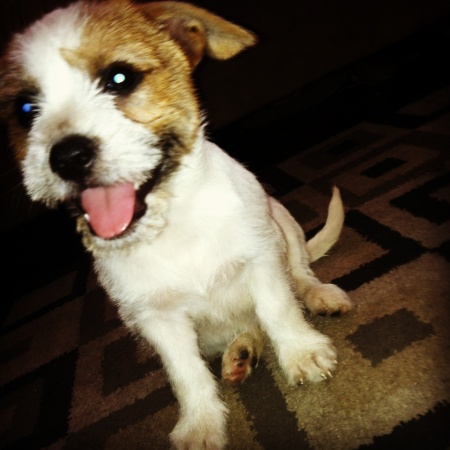 Brown and white puppy.