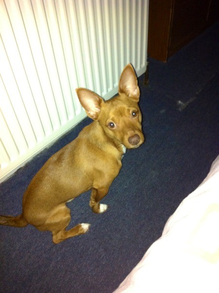 Brown dog with large stand up ears.