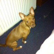 Brown dog with large stand up ears.