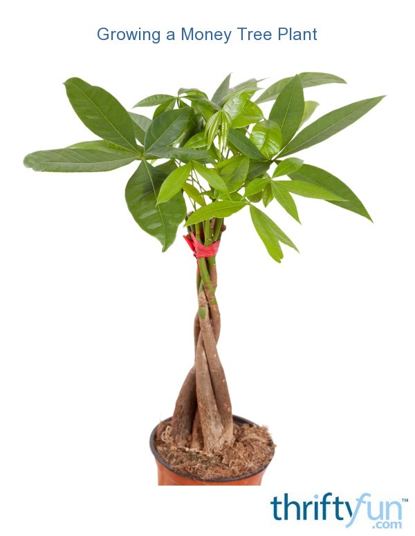 Growing a Money Tree Plant | ThriftyFun