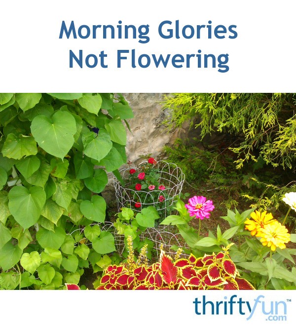 Morning Glories Not Flowering? ThriftyFun