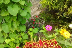 Morning glory vine without flowers.