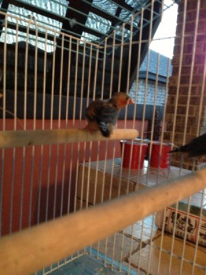 Finch in cage.
