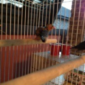 Finch in cage.
