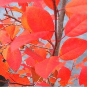 Bright orange leaves.