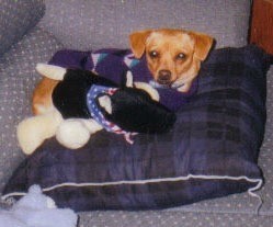 Dog on dog bed.