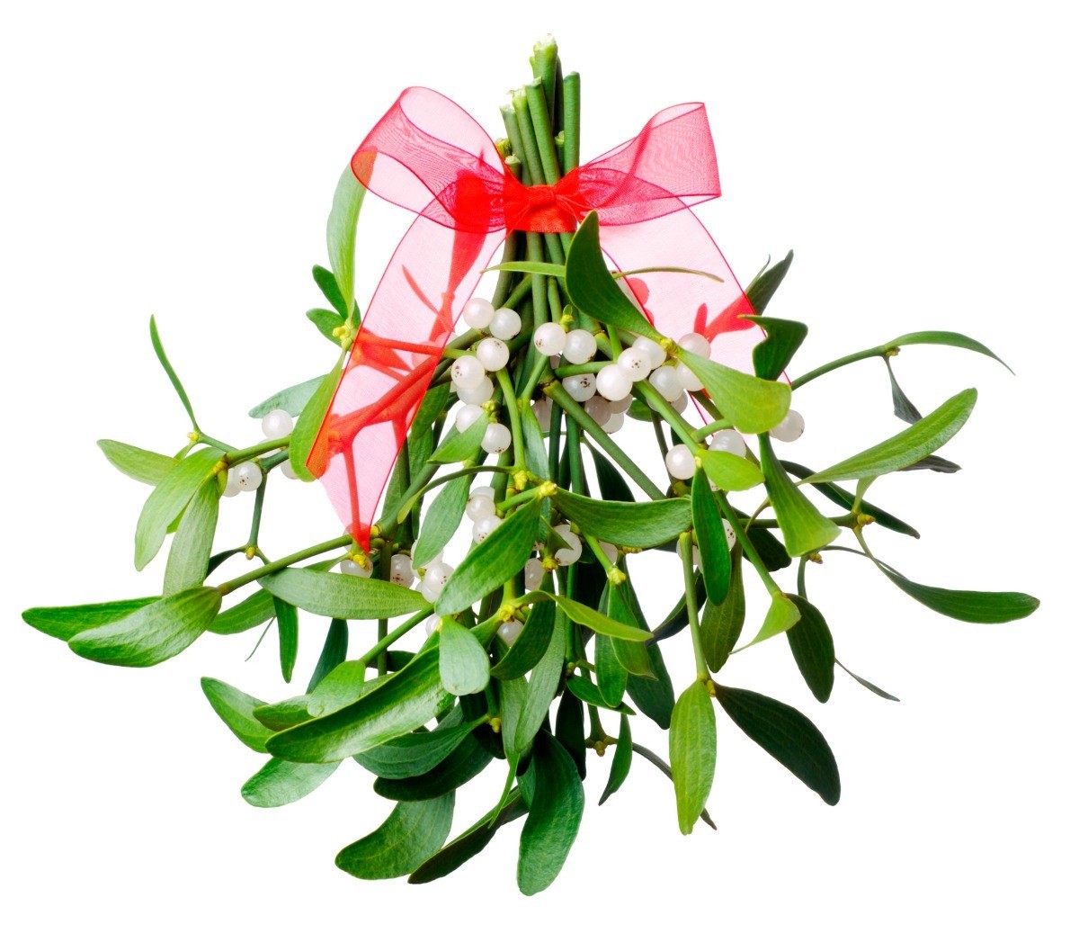 Drying Fresh Mistletoe? | ThriftyFun