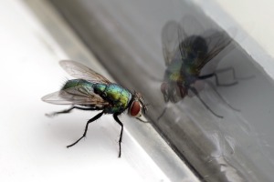 Housefly.