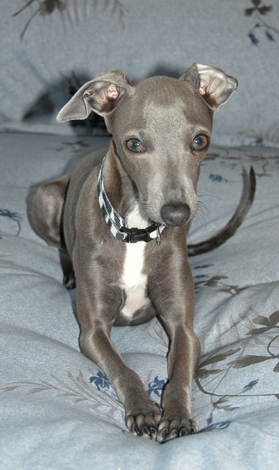 Italian Greyhound laying down.