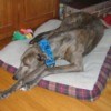 Greyhound laying on bed.