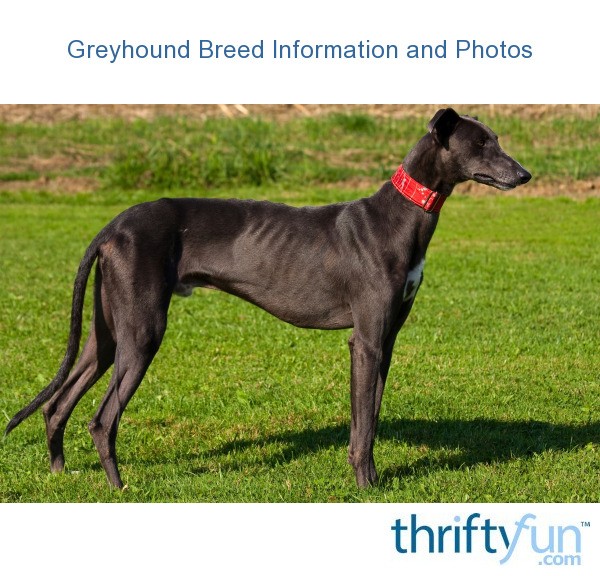 Greyhound Breed Information and Photos ThriftyFun