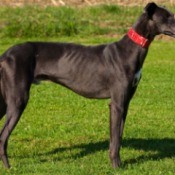 Sideview of Greyhound standing on grass.