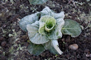 Frosted vegetable in garden.