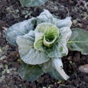 Frosted vegetable in garden.
