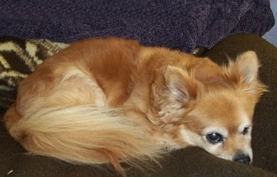 Buddy lying down looking like a little fox.