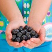 fresh picked blueberries