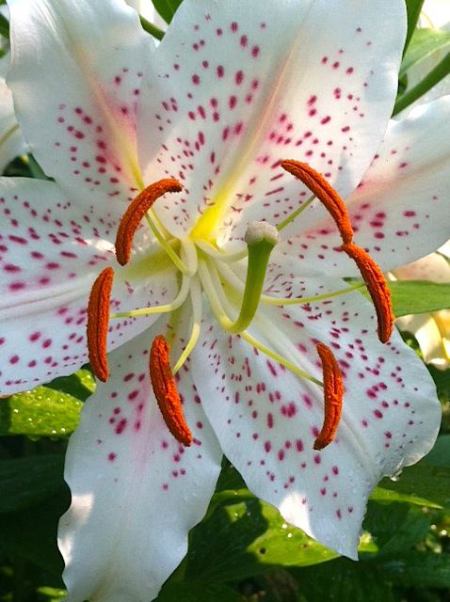 White Lily with pink speckles