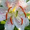 White Lily with pink speckles