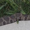 Snake on concrete.