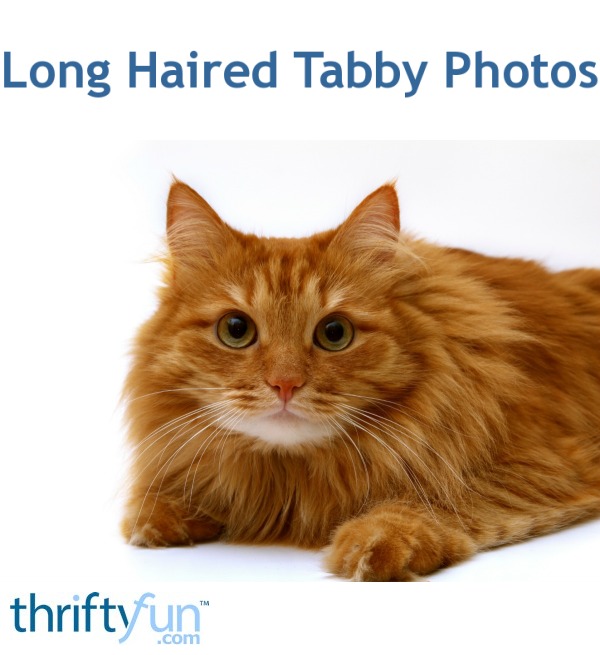 long hair tabby