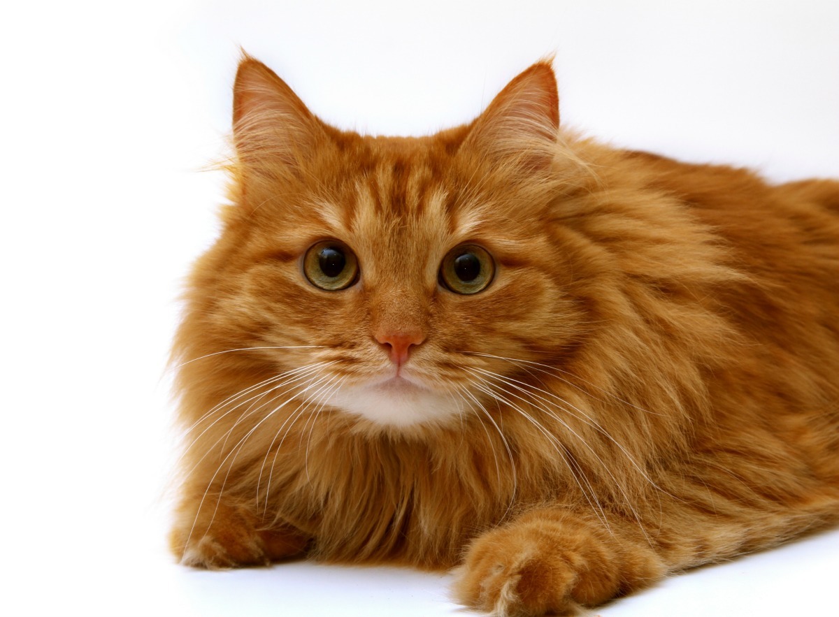 long hair orange tabby cat
