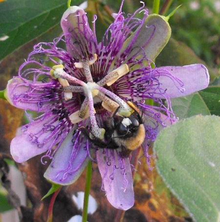 Bumblebee Asleep on Passionflower