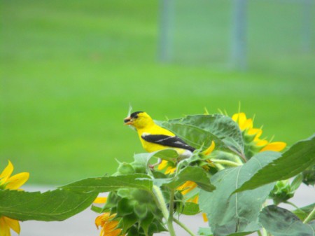 Finch on our Sunflowers