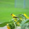 Finch on our Sunflowers