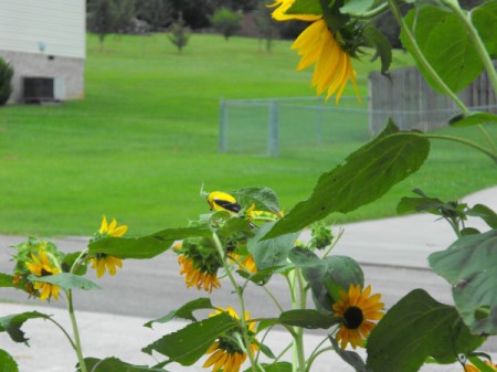 Finch on our Sunflowers