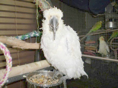 Big Bird (Sulphur Crested Cockatoo)