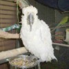 Big Bird (Sulphur Crested Cockatoo)