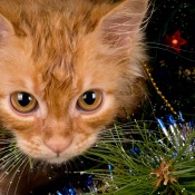 A cat playing in a Christmas tree.