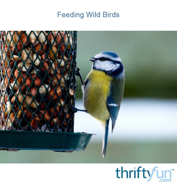 Feeding Wild Birds ThriftyFun