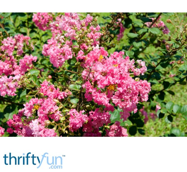 Crepe Myrtle Leaves Turning Yellow? ThriftyFun