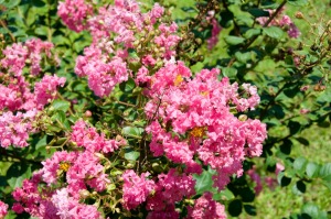 Crepe Myrtle