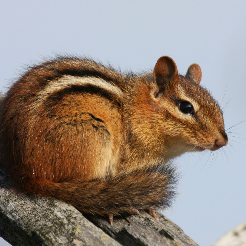 Keeping Chipmunks Out of a Garden | ThriftyFun